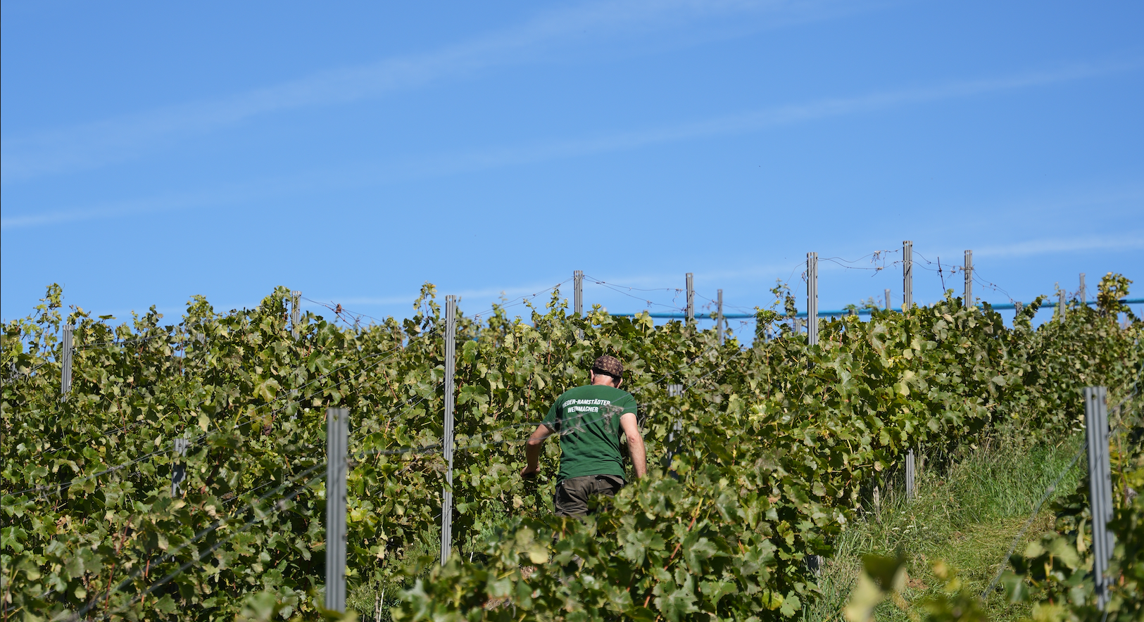Weinbau Köth - Herobild