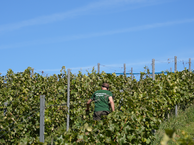 Weinbau Köth - Herobild